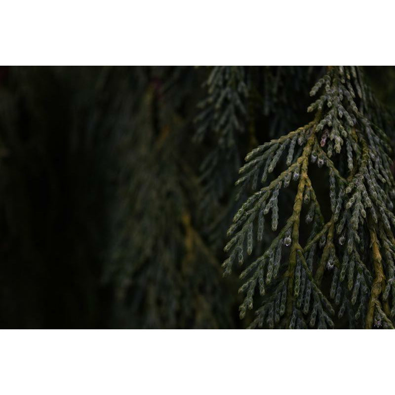 L'Arc Perfumes, a unique house. named after element of architecture: the arch; signifying each fragrance invites us to cross over to another shore, whether physical or spiritual.Shop at fragrapedia.com